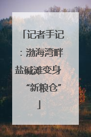 记者手记：渤海湾畔盐碱滩变身“新粮仓”